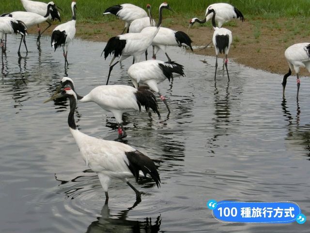 丹頂鶴的故鄉：黑龍江齊齊哈爾-扎龍自然生態濕地