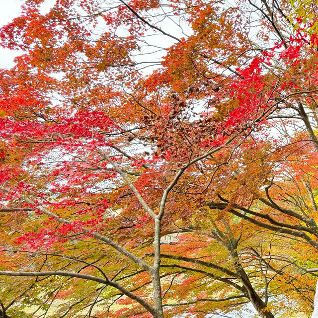 最美紅葉景點—鹽原溫泉紅之吊橋