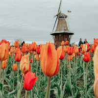 Holland: Windmills, Tulips, and Timeless Canals
