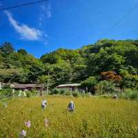 Nagoro: Japan's Enchanting "Scarecrow Village"
