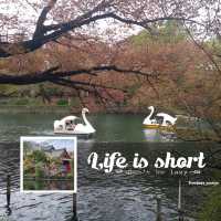 東武鐵路線欣賞櫻花🌸之行