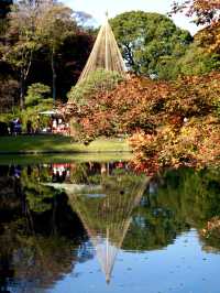 【東京×紅葉】  六義園  素晴らしい雪吊りと紅葉のリフレ