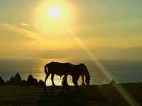 宮崎最南野馬保護區-都井岬 超浪漫夕陽