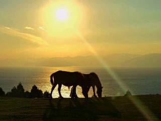 宮崎最南野馬保護區-都井岬 超浪漫夕陽