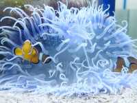 Cebu Ocean Park: An Underwater Wonderland