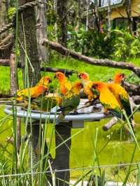 A beautiful visit to bird paradise singapore 🦢 