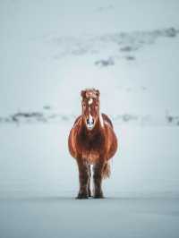 Visiting Iceland in the Winter: A Magical Wonderland 