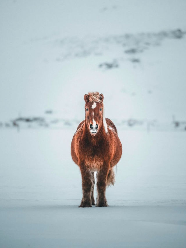 Visiting Iceland in the Winter: A Magical Wonderland 