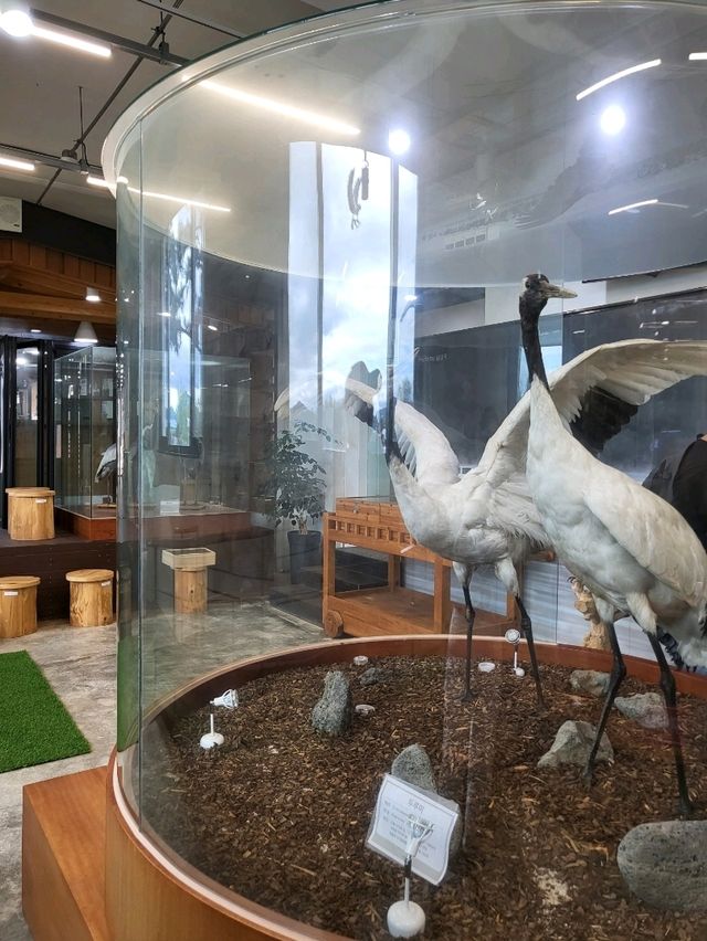 우리나라의 두루미를 지켜나가는 곳 철원