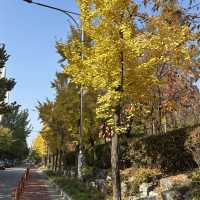 Seoul autumn