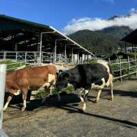 Malaysia’s Own New Zealand: Kundasang Escape🌸