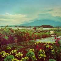 富士山大石公園的波波草之旅