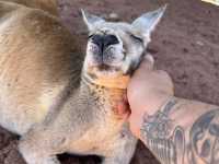 Close Encounters at Caversham Wildlife Park: Kangaroos, Koalas, Wombats and More