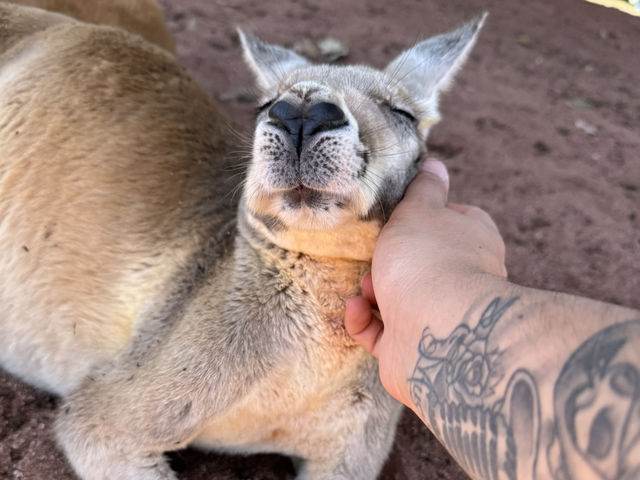 Close Encounters at Caversham Wildlife Park: Kangaroos, Koalas, Wombats and More