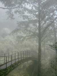 Taipingshan🍃 Nature’s Hidden Masterpiece