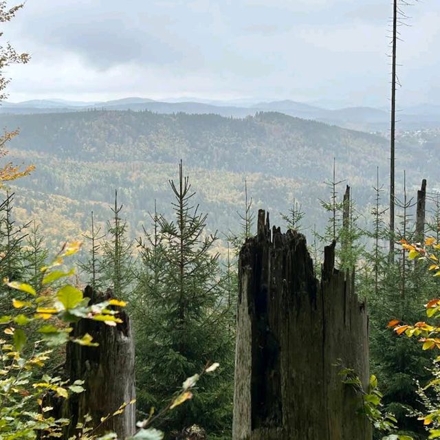 Bavarian Forest National Park