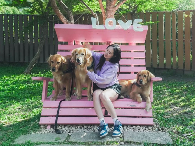 新竹｜超萌寵物餐廳竟然有11隻黃金獵犬！