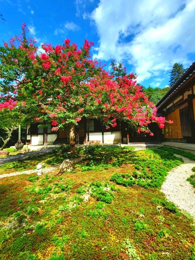 【百日紅咲く青岸寺】