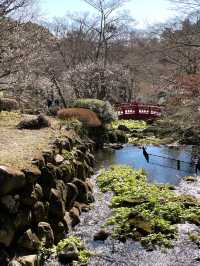 【伊豆×初春の旅】日本で最も早咲きと言われる梅園