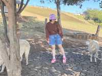 อาข่า ฟาร์มวิลล์ (Akha FarmVille)