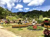 Frost-Kissed Floral Haven @Betong