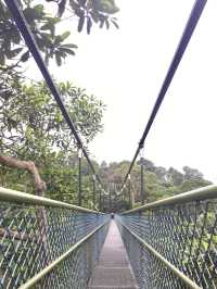 Treetop Walk Singapore: A Breathtaking Hike Above the Rainforest