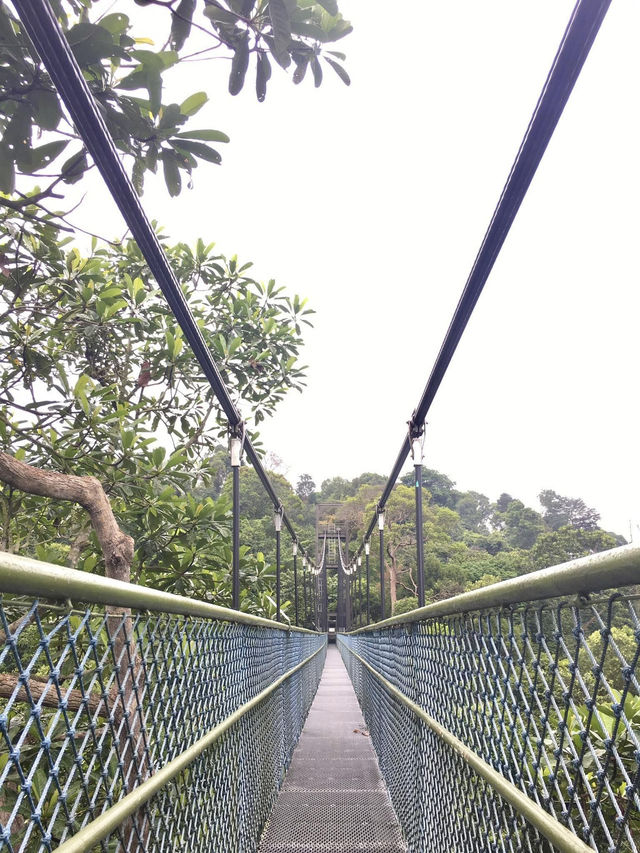 Treetop Walk Singapore: A Breathtaking Hike Above the Rainforest