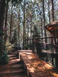 Cedar cafe ป่าสน เขาค้อ