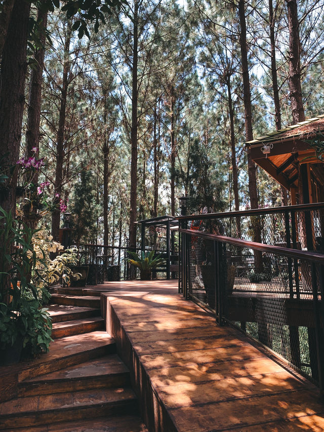 Cedar cafe ป่าสน เขาค้อ