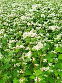 ■そばの花みたことありますか？
