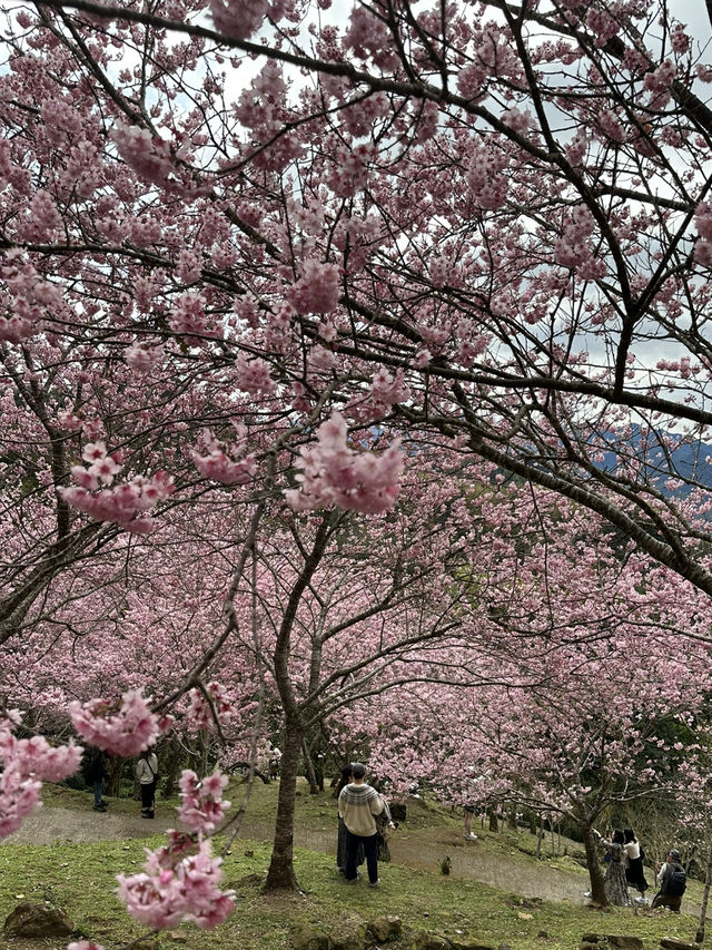 悠然秘境 櫻花林