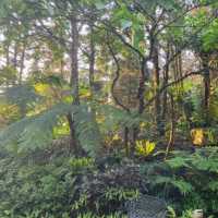 【巴馬國家公園日觀】