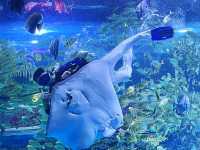 美人魚、牧場、街機—一切盡在觀瀾海洋世界！