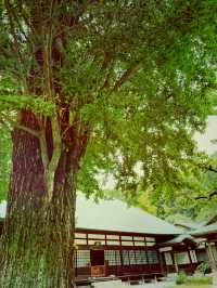  【神奈川県　鎌倉市の浄妙寺で耳を澄まし鳥のお喋りと水の音色を受け取る】 