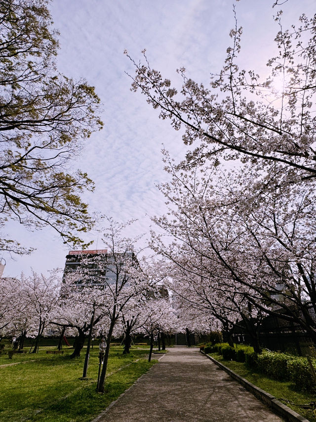 大阪造幣局櫻花步道：春天的浪漫絕景 🌸✨