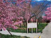 福壽山農場|千櫻園櫻花美景