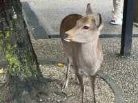 Majestic Todai-ji: Where Ancient Beauty Meets Tranquil Nature