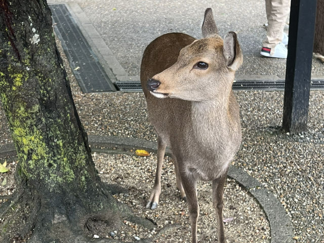 Majestic Todai-ji: Where Ancient Beauty Meets Tranquil Nature