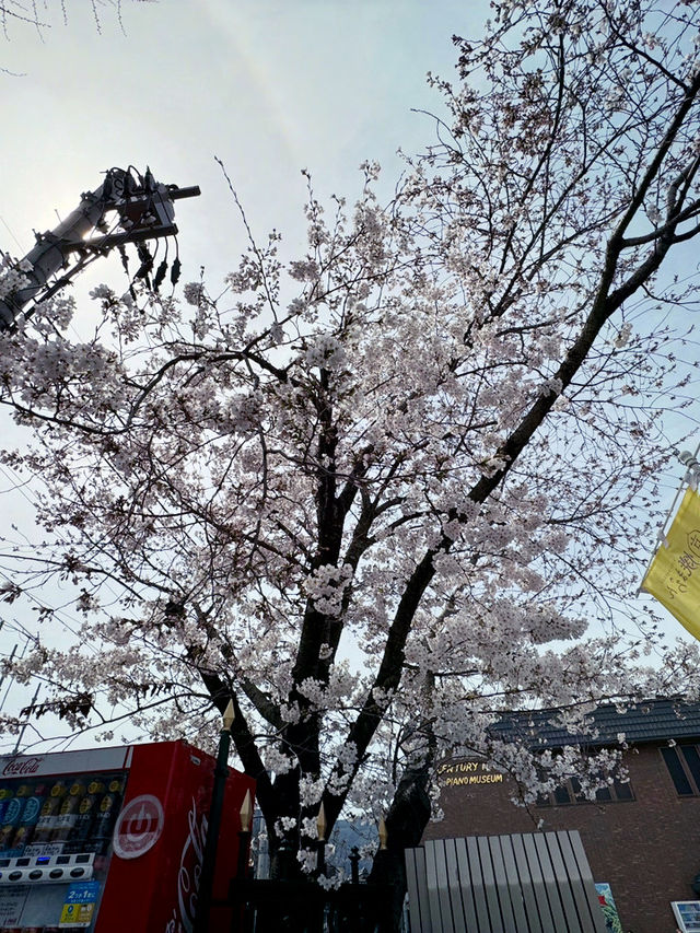 京都嵯峨嵐山的櫻花之旅：心靈的震撼 🌸✨