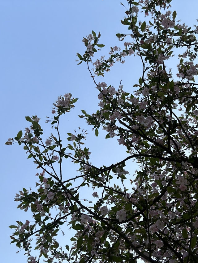 不是在日本🇯🇵而是在武漢 不用出國看櫻花🌸