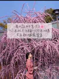 春の訪れを告げる🌸150本のしだれ梅と400本の椿『京都・城南宮】