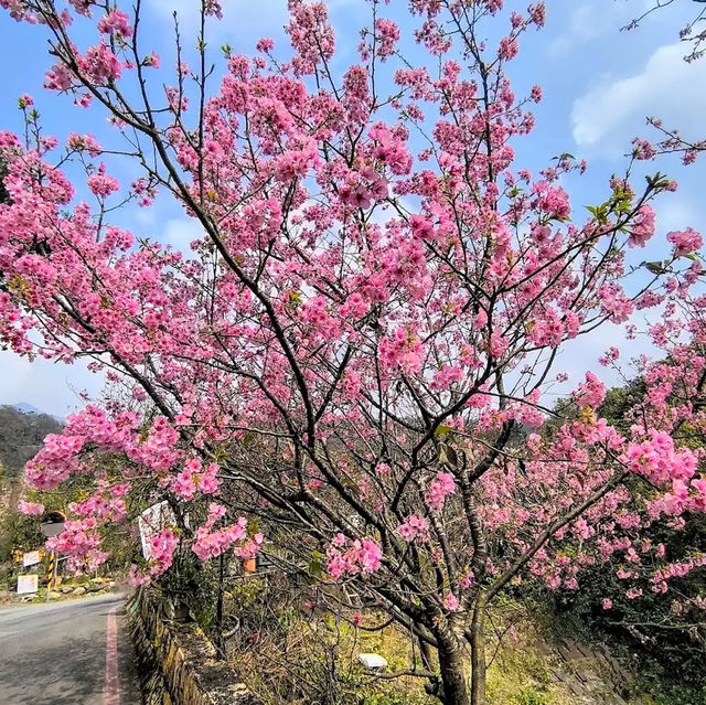台北櫻花🌸陽明山下櫻花舞🩷花鐘閃耀映晴初🌸