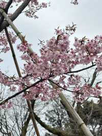 Early Sakura Blooms: Where to Catch Japan’s First Cherry Blossoms!
