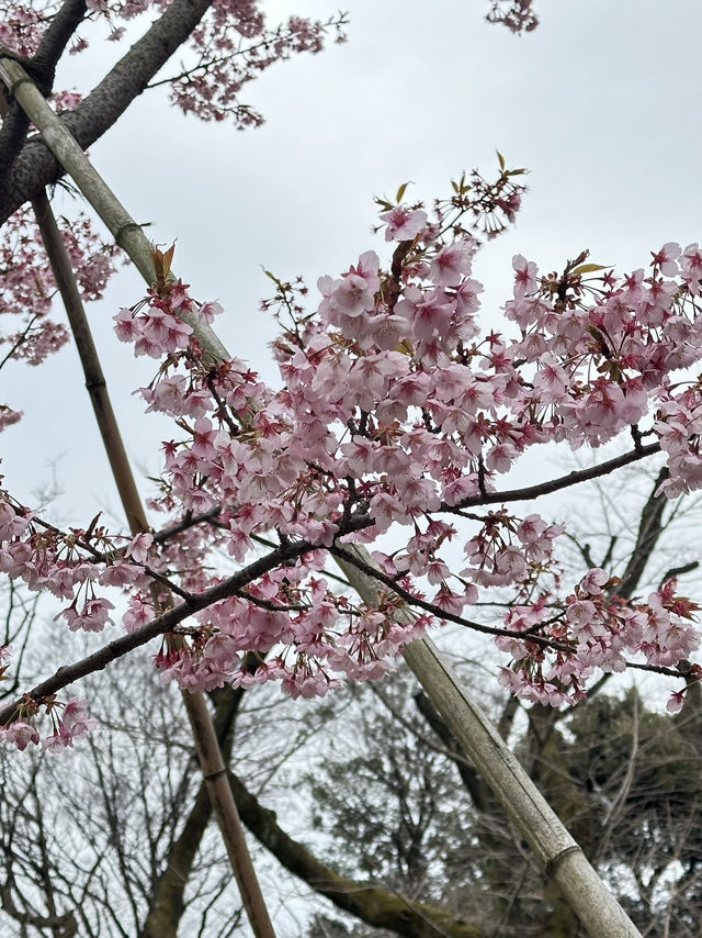 Early Sakura Blooms: Where to Catch Japan’s First Cherry Blossoms!