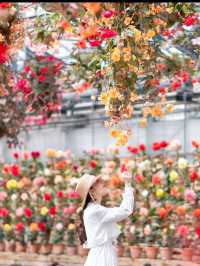 1年中満開のお花が楽しめる🌺 『ベゴニアガーデン』