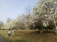 Makomanai Park