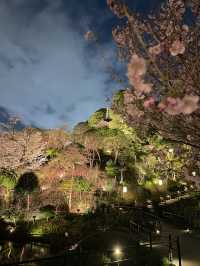 【東京×椿山荘】ライトアップで浮かび上がる夜桜雲海