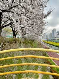 인생사진 득템, 부산의 벚꽃 강변길 여행코스는 여기가 딱이야!🌸🌸