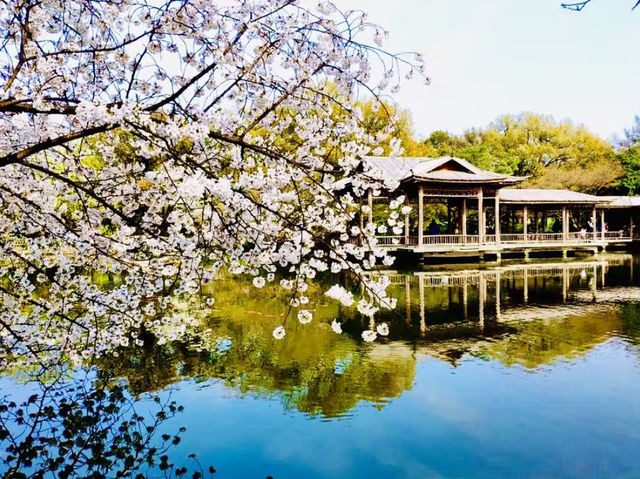 Spring into Adventure - Exploring West Lake Hangzhou on Foot