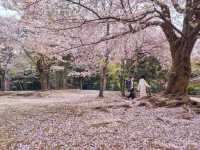 Chasing Sakura at Osaka Castle